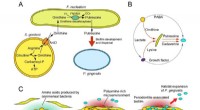 Fusobacterium nucleatum: Key Integrator in Oral Microbial Food Chains Promoting Periodontitis