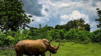 Rhinos Remain Under Acute Threat Despite Poaching Decline, Says IUCN