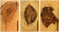 Oldest Eocene Fossil Record of Podocarpium Discovered on Tibetan Plateau