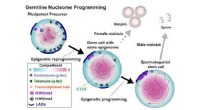 Germline DNA Remodeling: Unlocking the Secrets of Embryonic Totipotency