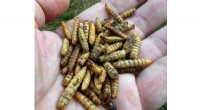 Soldier Fly Larvae: Essential Decomposers in Your Compost Pile