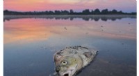 Oder River Fish Die-Off: Germany Reveals Multiple Contributing Substances