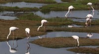 Climate Change Endangers Africa s Migratory Birds with Droughts
