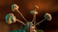Parasitic Fungus-Infected Fly Wins Second BMC Ecology and Evolution Image Competition