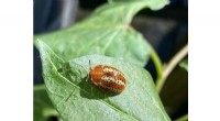 The Costly Shield: Microbial Defense in Leaf Beetle Metamorphosis