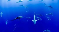 Study: Shark Depredation in Sanctuaries Erodes Fisher Support for Conservation