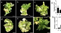 Mechanism Unveiled: MdWOX11 Suppresses Adventitious Shoot Formation in Apples via Transcriptome Analysis