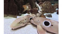 Florida Atlantic University Leads First Study on Epaulette Shark Early Development