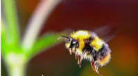 Museum Study Reveals Bees Facing Rising Climate Stress Over a Century