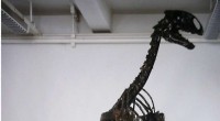Groundbreaking Research on Manchester Museum s Dinosaur  April  Reveals New Discoveries