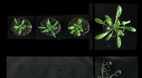 DWEORG1 Protein Discovered to Control Plant Growth and Dwarfism in Arabidopsis thaliana