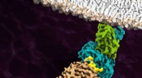 Cryo-EM Breakthrough: First Atomic-Resolution Image of Antigen-Bound T-Cell Receptor