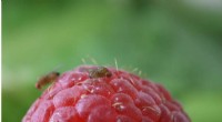UC San Diego Researchers Use CRISPR to Target Invasive Fruit Fly Pest