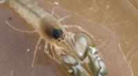 Snapping Shrimp Sound Levels Rise with Ocean Warming: Study Confirms Climate Indicator