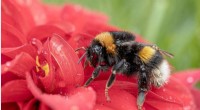 Climate Change Confirmed as Key Driver of Alpine Bee Decline in New Research