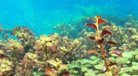 Study Reveals Viruses Thrive in Aquatic Plants of Florida s Springs