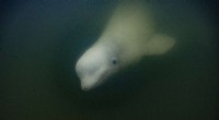 Canada s Hudson Bay: A Summer Sanctuary for 55,000 Beluga Whales
