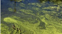 Study Explores Biochar s Role in Combating Harmful Algal Blooms in St. Lucie Estuary