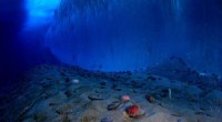 Human Noise Pollution Disrupts Seafloor Invertebrates, Study Finds