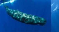 Climate Change Drives New Zealand s Sperm and Blue Whales to Migrate Southward