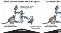 Genetic Study Uses SINE Markers to Clarify Possum Evolutionary Relationships