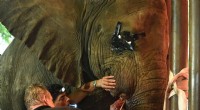 International Vets Perform Urgent Tusk Surgery on Elephants at Pakistan Zoo