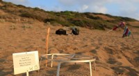 Cyprus Conservation Dispute: Village Leader Threatens Turtle Nests Over Land Compensation