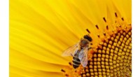 Study: Pesticides Damage Bee Brains, Hindering Straight-Line Navigation