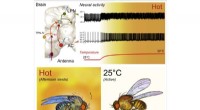 Fruit Fly Study Uncovers Brain Circuit That Acts as a Biological Thermometer for Midday Siesta