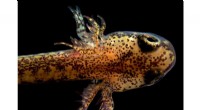 Embryonic Lung Development in Lungless Salamanders Challenges Evolutionary Assumptions
