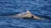 New Research: How Australian Snubfin and Humpback Dolphins Coexist in Sympatry