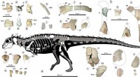 Discovery of Tiny, Spiked Herbivorous Dinosaur in Argentina Expands Known Range