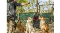 Study Shows Dogs and Wolves Do Not Understand Human Reputation for Generosity