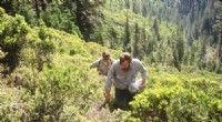 Klamath Mountains Conifer Forests: Tree Species Lag in Uphill Migration Amid Climate Change