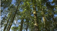 Sustainable Poplar Farming Unlocks Marginal Land for Food Production