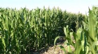 Optimizing Corn Leaf Angle: Enhancing Photosynthesis, Yields, and Inspiring Future Scientists