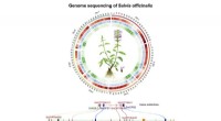 Sage Genome Study Uncovers Evolutionary Pathways of Medicinal Diterpenoids