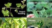 Debunking Four Misguided Plant Health Trends on Social Media: Expert Analysis