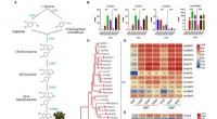 Breakthrough Study Reveals Alkaloid and Chlorophyll Biosynthesis in Lotus Plumule