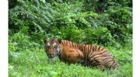 Technology s Bid to Crack the Illegal Tiger Trade