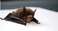 CSIRO Study Reveals First Detection of Filovirus Antibodies in Australian Bats