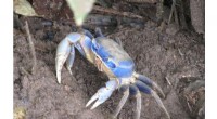 Blue Crabs  Low-Tide Ambush: Novel Hunting Behavior Documented by Scientists