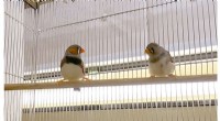 Social Interaction Enhances Song Learning in Zebra Finches