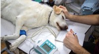 Study Links Cooler Northern Climates to Higher Diabetes Rates in Dogs