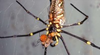 Male Spiders  Evolutionary Strategy: Maximizing Sperm Transfer to Counter Cannibalism