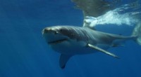 Research Reveals Why the Great Australian Bight Teems with Marine Predators Year-Round