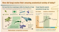 Evolutionary Bursts Drive Fungal Anatomical Diversity, Study Reveals