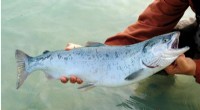 Idaho s Middle Fork Salmon: Critical Hope for Chinook Survival in Northwest