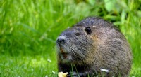 Research Confirms Rapid Human-Driven Alteration of North American Small Mammal Communities