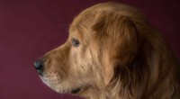 NC State-Led Study Confirms High Consensus on Canine Glioma Diagnostic Criteria